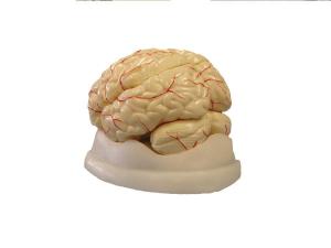 Brain model, 8-part