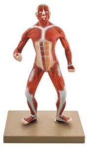 Muscular Body Model