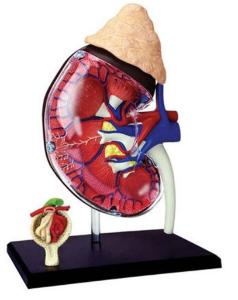 Kidney Model