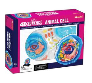 4D Animal Cell Model