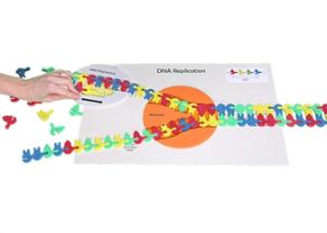 Kit flow of genetic information