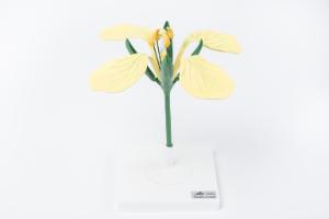 Wild Mustard Flower Model