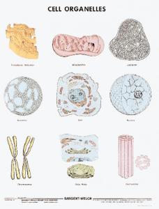 Cell Organelles Chart