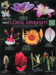 Biocam Flower And Fruit Diversity Posters