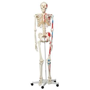 3B Scientific® Painted Skeleton