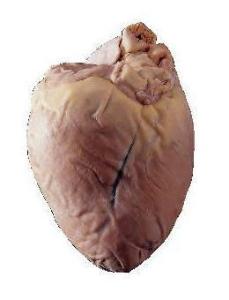Preserved Pig Heart