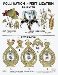 Pollination and Fertilization Chart