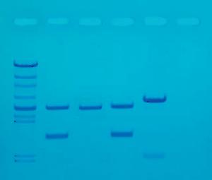 DNA Fingerprinting After PCR Amplification