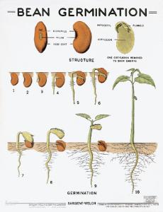 germination bean chart seed dicot vwr