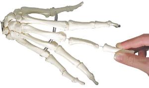 3B Scientific® Flexible Skeleton With Loosely Mounted Hands And Feet
