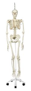 3B Scientific® Physiological Skeleton