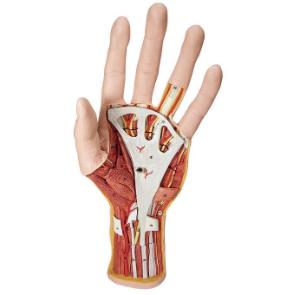 3B Scientific® Internal Hand Structure Model