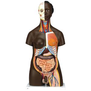 3B Scientific® Dual-Sex Torso with African Features