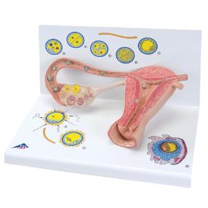 3B Scientific® Stages of Fertilization and the Embryo