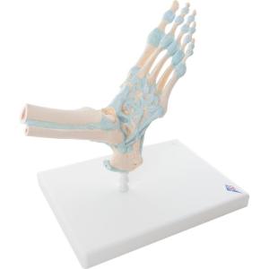 3B Scientific® Foot Skeleton with Ligaments