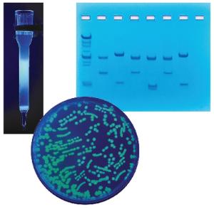 Purification and Size Determination of GFP/BFP Kit (EDVO-Kit 255)