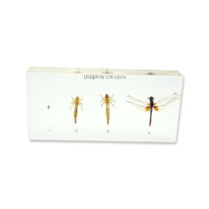 Realbug Dragonfly Life Cycle