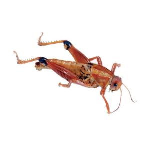 Preserved lubber grasshopper