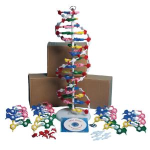 DNA model kit