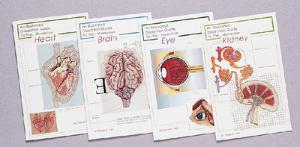 Illustrated Dissection Guides