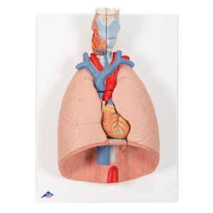 Lung Model with Larynx