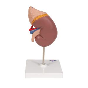 Kidney with Adrenal Gland