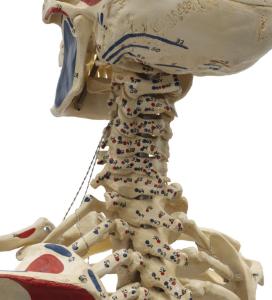 Rudiger® Life-Size Human Skeleton Model