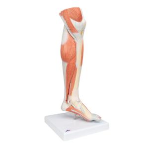 Lower Muscle Leg