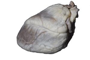 Form-free sheep heart