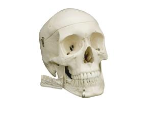 Rudiger® Dentition Skull