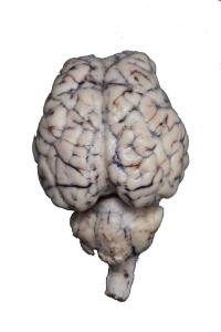 Form-free hypo sheep brain