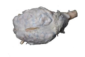 Form-free dura sheep brain