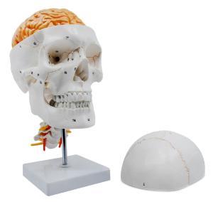 Numbered skull model