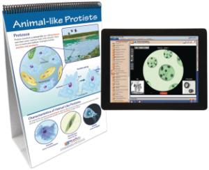Flipchart with Multimedia Lesson:Protists
