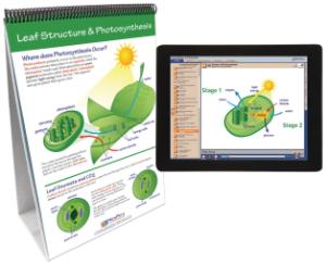Flipchart with Multimedia Lesson:Photosynthesis