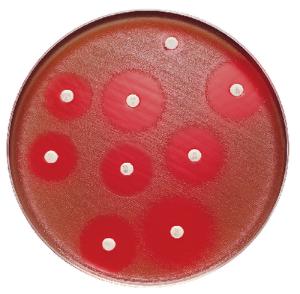 BD BBL Sensi Disc™ Antibiotic Disks