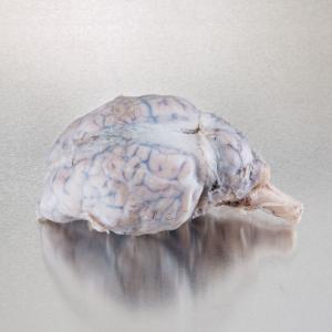Sheep Brain with Dura Mater