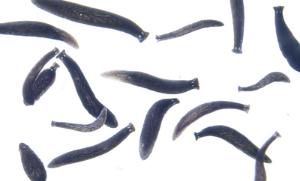 Ward’s® Live Black Planaria (<i>Phagocata gracilis</i>)