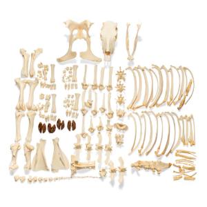 Cow Skeleton Wo Horns Disarticulated