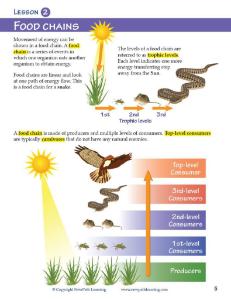 Guide, food webs W online lesson