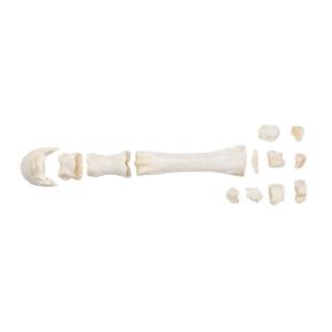 Mammal Metacarpal Bones Disarticulated
