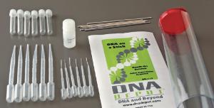 DNA on a Stick Lab Activity