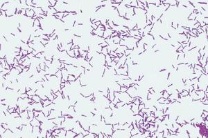 Bacterial Morphology Composite Slide, Fuchsin