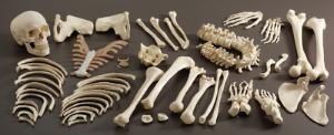3B Scientific® Introductory Disarticulated Skeleton