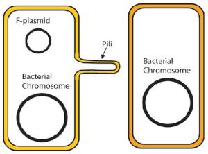 Bacterial Conjugation Activity Kit