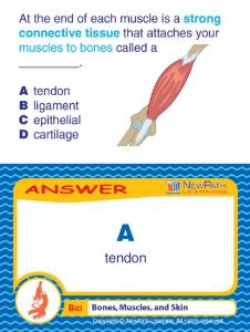 Game bones muscles skin LC-GR 6-9