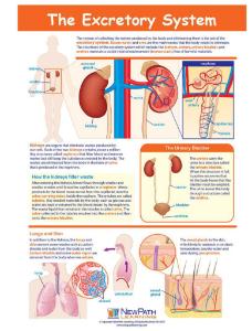 Game excretory system LC-GR 6-9