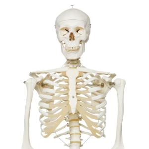 3B Scientific® Rod Mount Skeleton