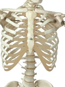 3B Scientific® Ring Mount Skeleton