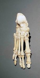 3B Scientific®  Articulated Foot Skeleton